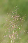 Cypress panicgrass